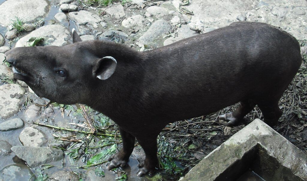 Tapir amazon